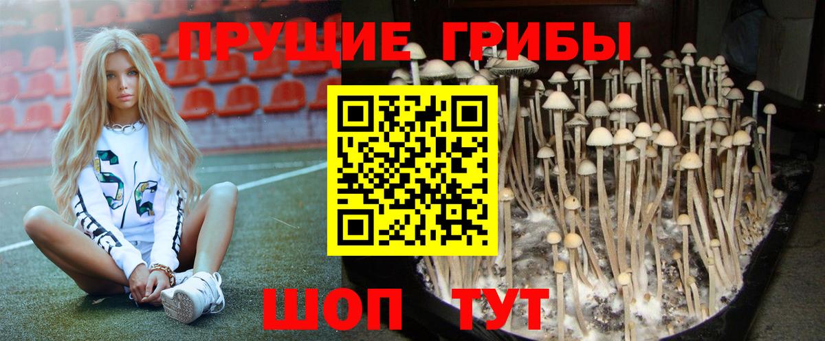Галлюциногенные грибы Psilocybe Новоуральск